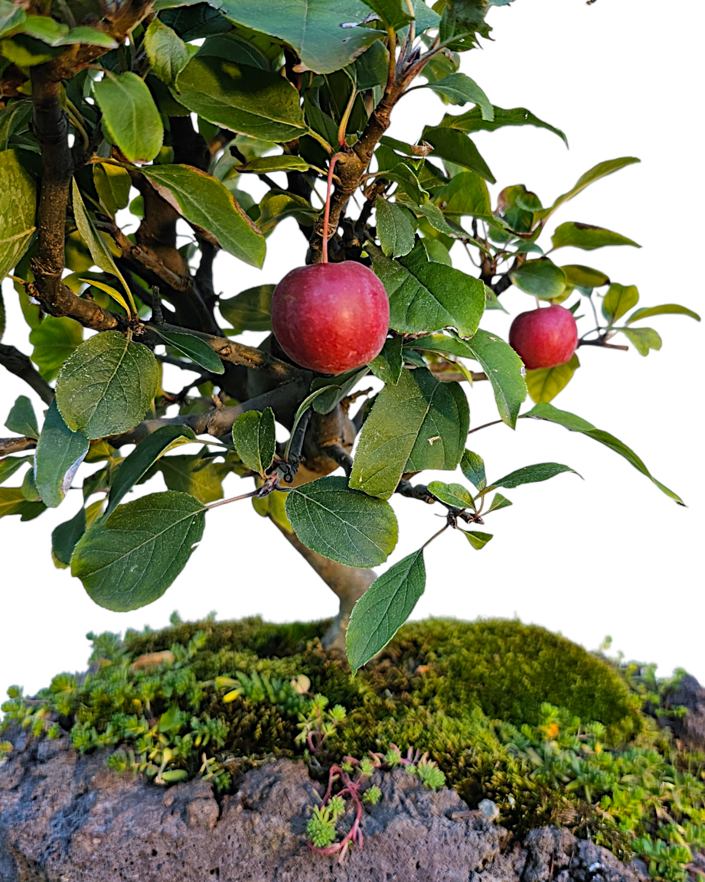 "Schwebender Garten" Zierapfel